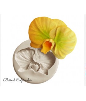 Mulaj floare orhidee